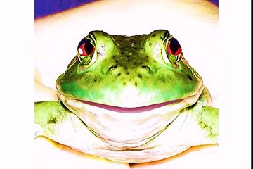 Happy Birthday to You - Tommy the Toad Frog[1]
