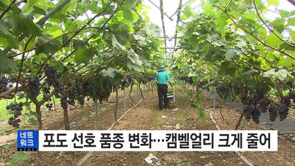 [경북] 포도 선호 품종 변화...캠벨얼리 크게 줄어 / YTN (Yes! Top News)