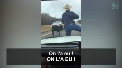 Un veau au milieu de la route? Pas grave, ces policiers ont leur lasso
