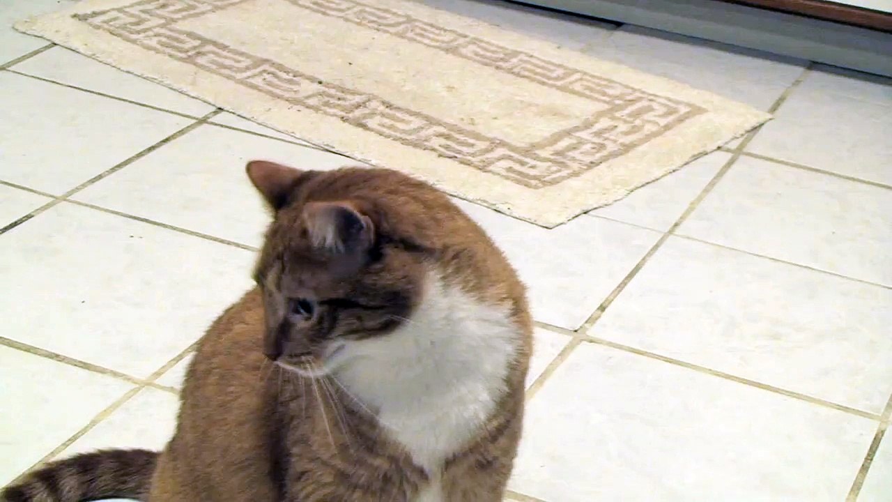 Dramatic Freakin Cat-VqkQWvOlCRw