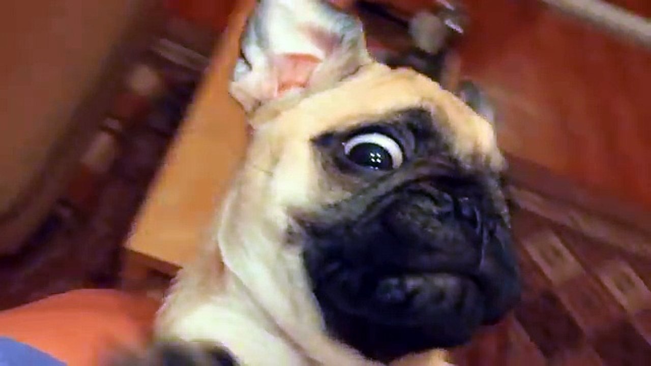 Pug - Mr. Sandman