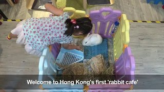What's up doc_ Hong Kong gets its first rabbit cafe