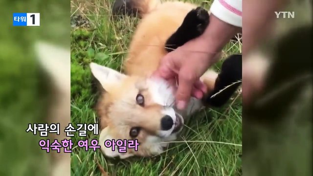 SNS 스타된 여우의 가슴 아픈 사연 / YTN (Yes! Top News)