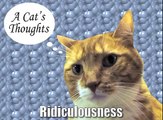 A Cat's Thoughts on Ridiculousness-2fDiljDjlbc