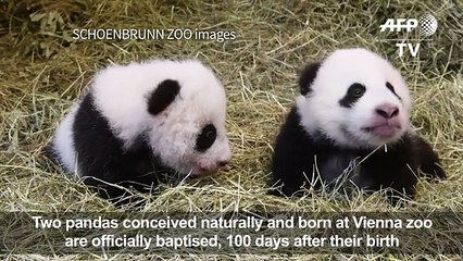 Vienna Zoo baby pandas officially named[1]