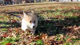 Cute Dog Running - (Corgi)