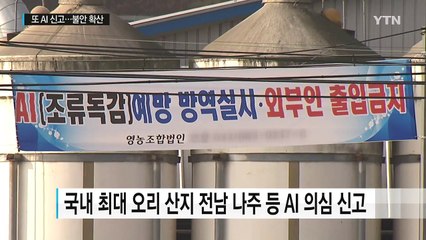 이동중지 명령에도 AI 의심 신고...불안감 확산 / YTN (Yes! Top News)