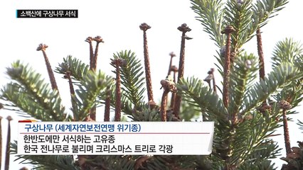 소백산에 구상나무 집단 서식...기후변화 영향 / YTN (Yes! Top News)