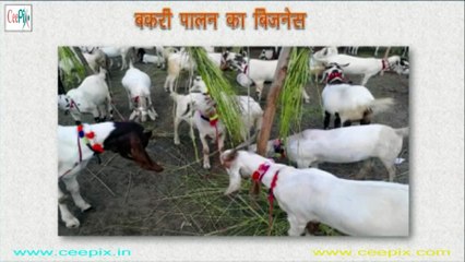 बकरी पालन का बिज़नेस कर लाखों कमाएं _ Start Goat Farming Business and Earn High Profit (in Hindi)