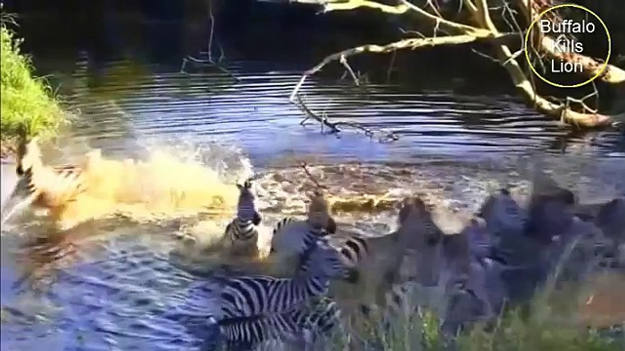 Lion vs Water Buffalo - Water buffalo Kills Lion 2016   Buffalo Kills Lion Caught On Camera