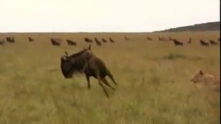 Wildebeest[1]