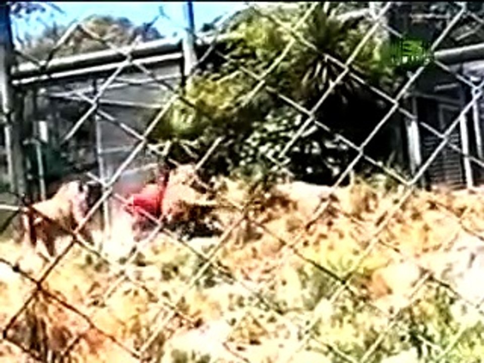 Lions Maul Zookeeper