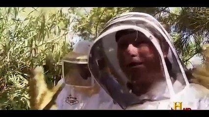 Mutant Killer Bees are Invading America FULL DOCUMENTARY1