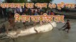 ২৬ ফুট লম্বা বিশাল আকৃতির মাছ বাংলাদেশে ধরা পড়ল | বিশ্বাস না হলে দেখুন | Bangla Latest news
