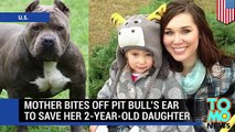 Pit bull attack  pit bull attacks, pit bull saves, sex with pitbull compilation