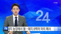 강릉 돼지 농장에서 불...돼지 8백여 마리 폐사 / YTN (Yes! Top News)