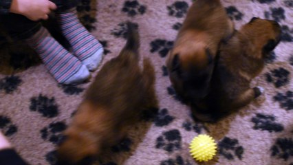 Chiots Mik x Ileven 3 semaines