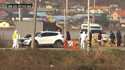25일 만에 매몰 천만 마리 육박...AI 피해 '사상 최대' / YTN (Yes! Top News)