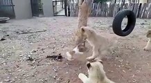 Un petit chiot maitrise trois lions