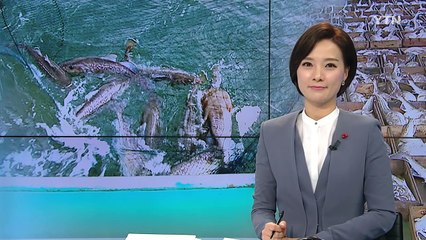 남해안, '펄떡펄떡' 대구잡이 한창 / YTN (Yes! Top News)