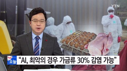 "AI 최악땐 30% 감염...피해액 1조5천억 달할수도" / YTN (Yes! Top News)