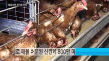 번식용 닭 '산란종계' 절반 매몰...'달걀 부족' 장기화 우려 / YTN (Yes! Top News)