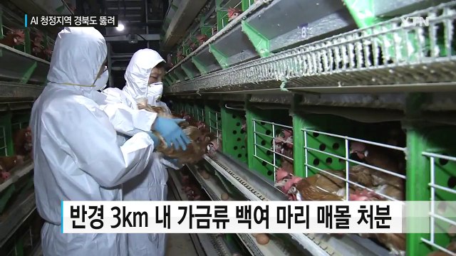 '청정지역' 경북도 결국 뚫려...고병원성 AI 확인 / YTN (Yes! Top News)