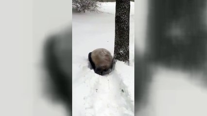 Panda enjoying snow