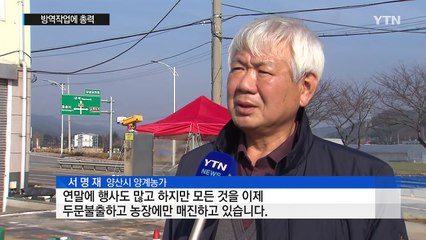 산란계 대표 집산지 '양산', AI 확산에 '초긴장' / YTN (Yes! Top News)