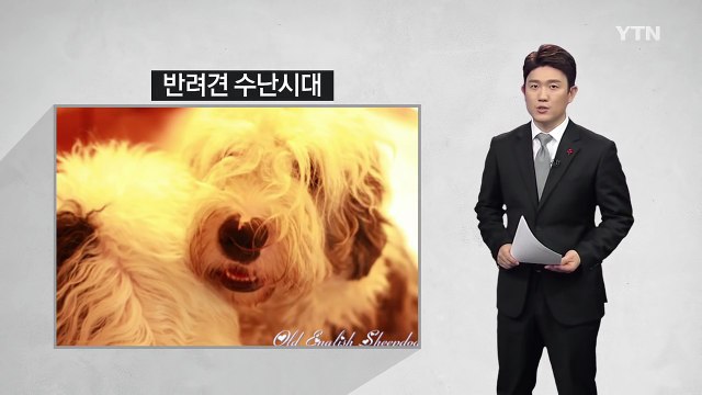 이웃 반려견 훔쳐서 잡아먹은 60대 붙잡혀 / YTN (Yes! Top News)