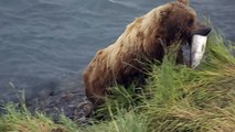 Close Encounters of the Bear Kind