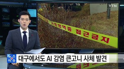 대구에서도 AI감염 큰고니 사체 발견 / YTN (Yes! Top News)