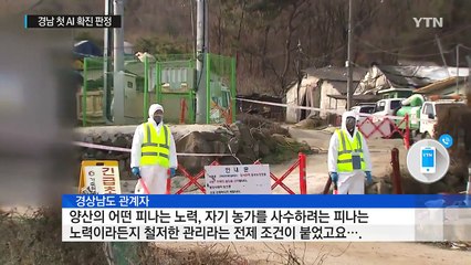 경남도 AI에 뚫렸다!...산란계 산지 양산 '초비상' / YTN (Yes! Top News)