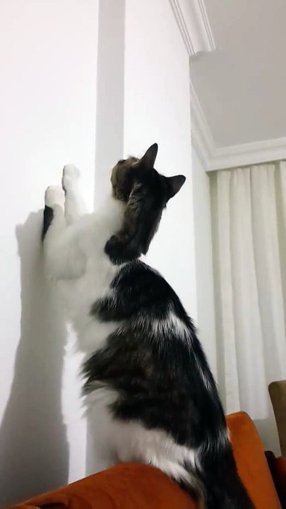 Fly Hunting Cute Cat