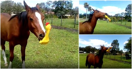 Cavalo encontra uma galinha de borracha no estábulo e faz dela o seu brinquedo favorito