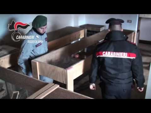 Reggio Calabria - ''Free Wild Life'' operazione antibracconaggio dei Carabinieri (09.01.17)