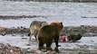 Grizzly Bear Battles 4 Wolves