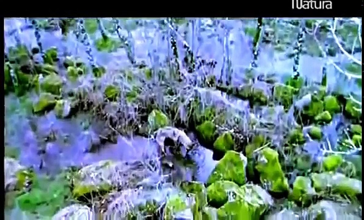 DOCUMENTALES DE ANIMALES SALVAJES -EL LOBO IBERICO,ANIMALES SALVAJES,VIDEO,DOCUMENTALES DE ANIMALES