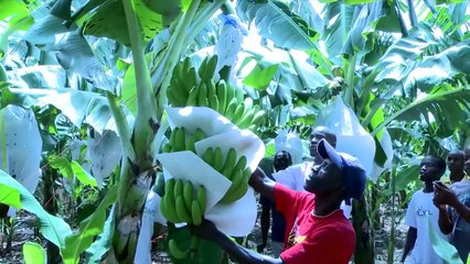 HAITI - KANAVAL 2017 - MEN  BANNAN NAN