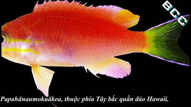 Loài cá mới được đặt tên theo tổng thống Mỹ Obama Tosanoides Obama