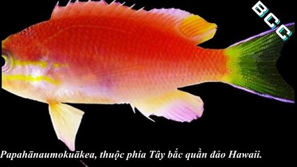 Loài cá mới được đặt tên theo tổng thống Mỹ Obama Tosanoides Obama