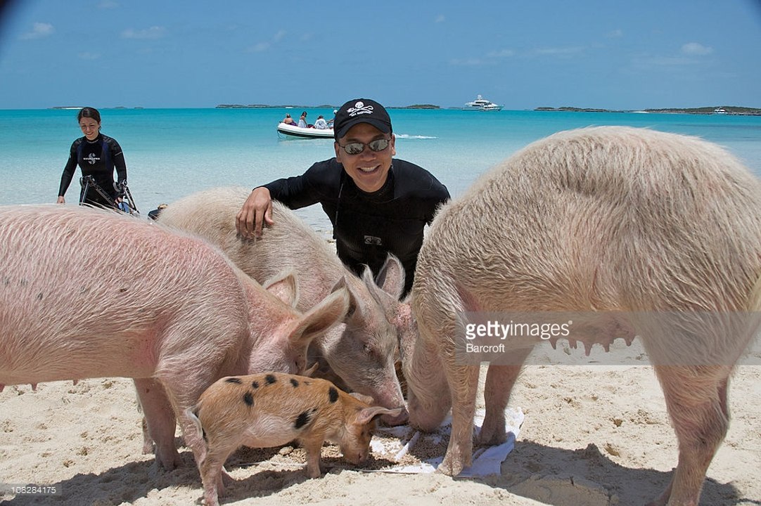 Lợn làm bá chủ trên đảo Bahamas độc nhất vô nhị trên thế giới