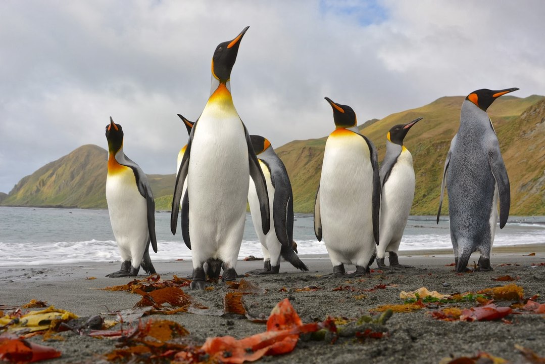 Vương quốc chim cánh cụt - đảo Macquarie