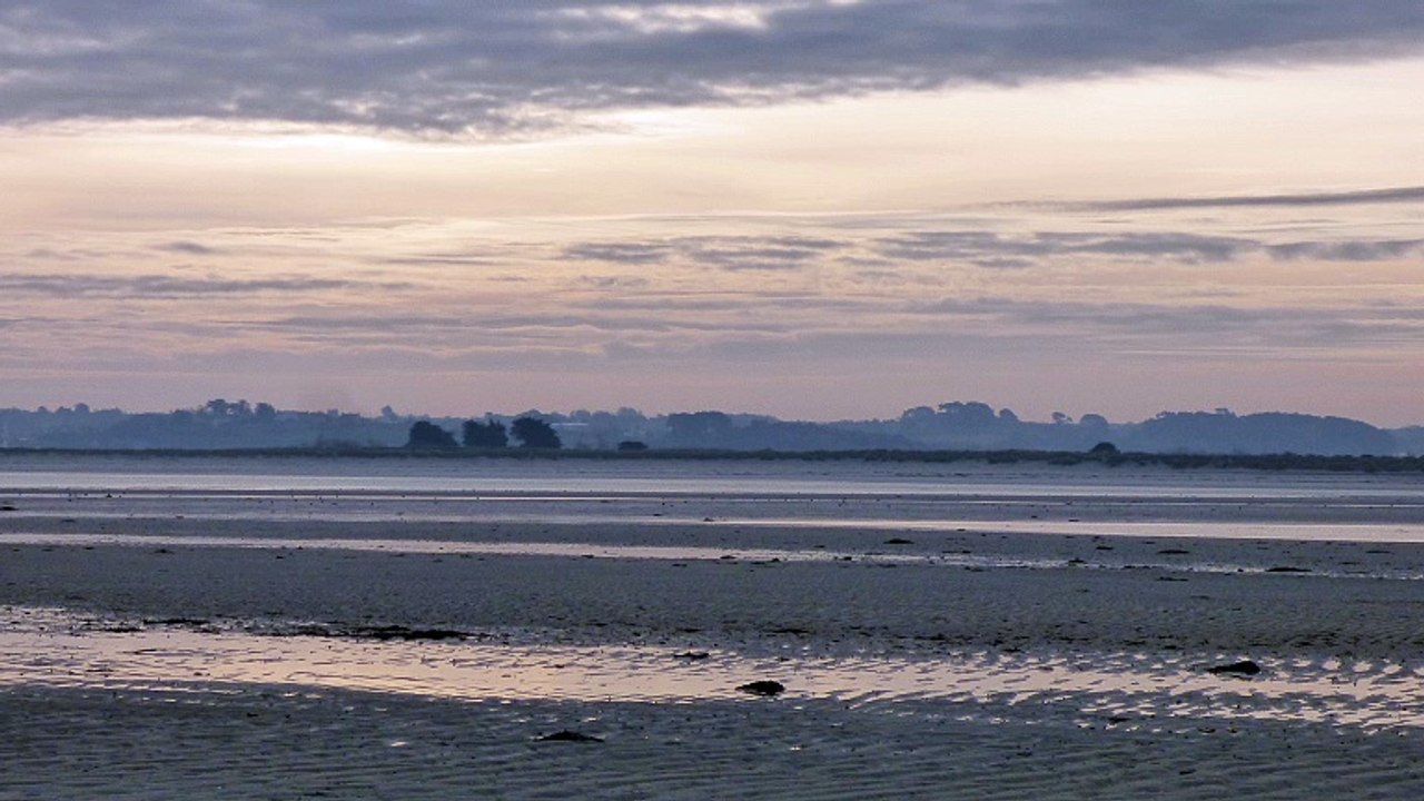 oiseaux de la baie