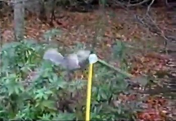 Squirrel Mission Impossible OMG