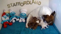 1ère vidéo Chiots schtroumpfs de la 27ème portée de STAFFORDLAND