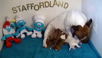 1ère vidéo Chiots schtroumpfs de la 27ème portée de STAFFORDLAND
