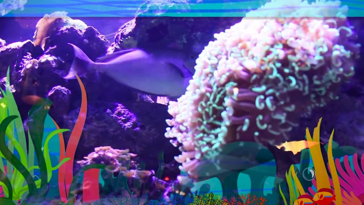 I'm A Fish _ Children, Kids and Toddlers Songs _ Learn to Swim _ Swim back stroke _ Patty Shukla-p1eNpDXEvp8