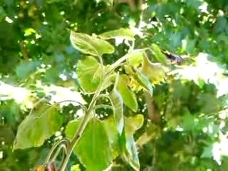 Quand le chat dort : les oiseaux en profitent ö(=^_^=)ö