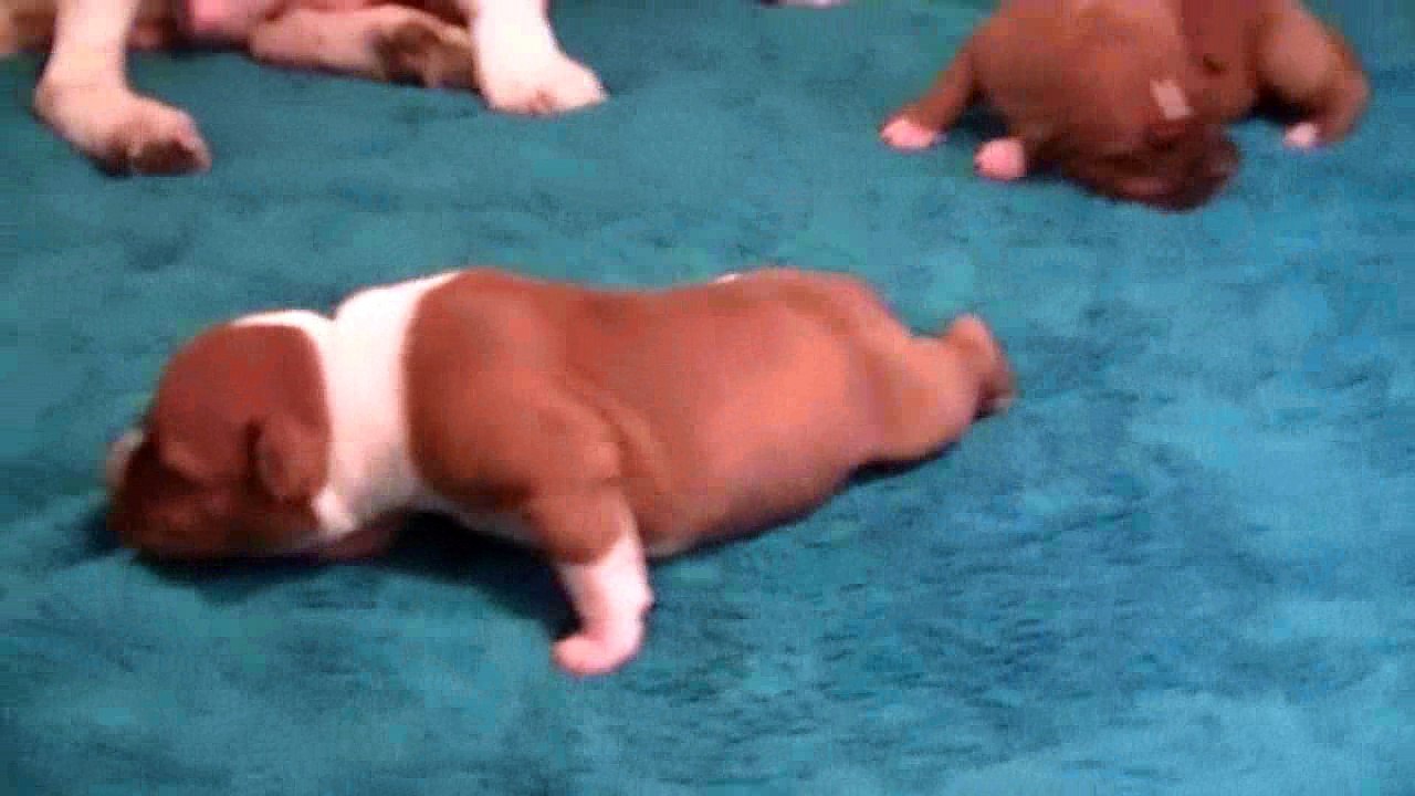 6ème vidéo Schtroumpfette n°5 Femelle de la 27ème portée de STAFFORDLAND